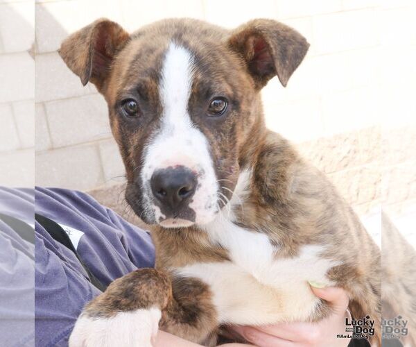 Medium Photo #7 Retriever -Unknown Mix Puppy For Sale in Washington, DC, USA