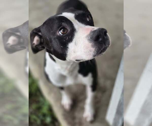 Medium Photo #4 American Pit Bull Terrier Puppy For Sale in Oakhurst, NJ, USA