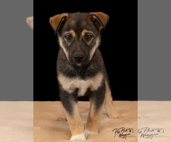 Medium Photo #1 Huskies -Unknown Mix Puppy For Sale in Winter Park, CO, USA