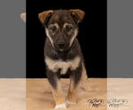 Small Huskies  Mix