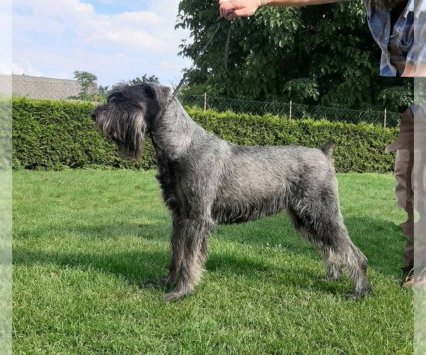 Medium Photo #1 Schnauzer (Giant) Puppy For Sale in Hatvan, Heves, Hungary