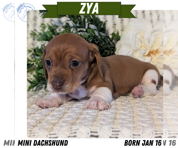 Medium Photo #13 Dachshund Puppy For Sale in GOSHEN, IN, USA