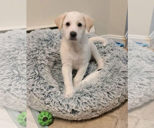 Medium Photo #2 Great Pyrenees-Unknown Mix Puppy For Sale in pomfret, CT, USA
