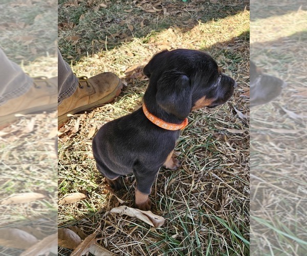 Medium Photo #3 Doberman Pinscher Puppy For Sale in TIPTON, MO, USA