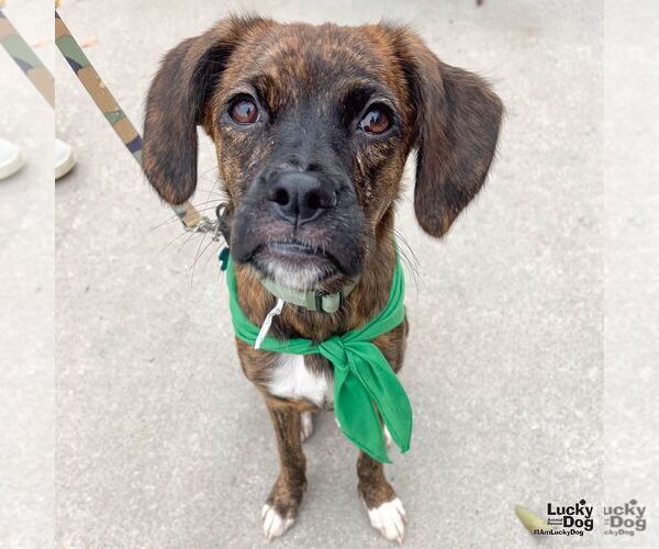 Medium Photo #5 Boxer-Plott Hound Mix Puppy For Sale in Washington, DC, USA