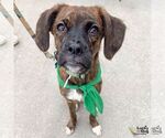 Small #4 Boxer-Plott Hound Mix