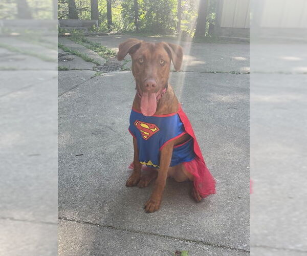 Medium Photo #2 Australian Shepherd-Doberman Pinscher Mix Puppy For Sale in Aurora, OH, USA
