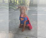 Small #1 Australian Shepherd-Doberman Pinscher Mix