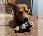 Small #26 American Pit Bull Terrier Mix