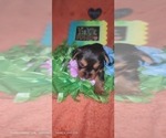 Small #23 Yorkshire Terrier