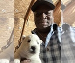 Small Photo #3 Siberian Husky Puppy For Sale in DOUGLASVILLE, GA, USA
