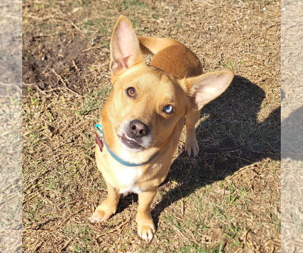 Medium Photo #5 Chihuahua-Unknown Mix Puppy For Sale in HOUSTON, TX, USA