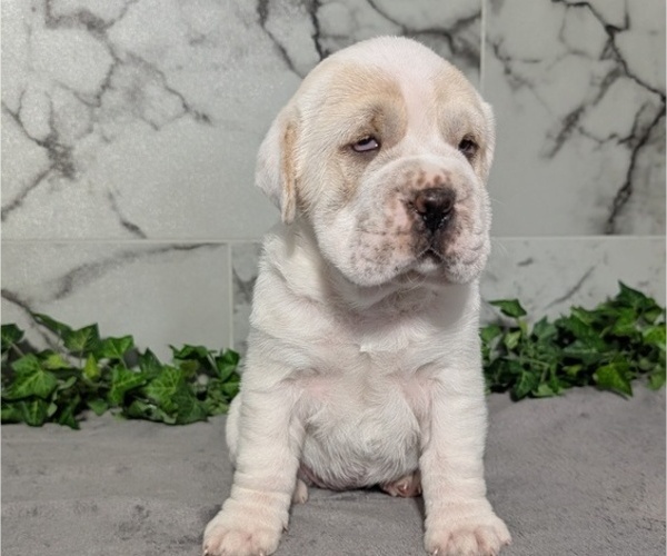Medium Photo #9 Cocker-Pei Puppy For Sale in GOSHEN, IN, USA