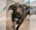 Small #3 Miniature Schnauzer Mix