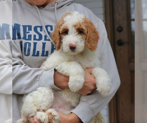 Medium Photo #2 Goldendoodle Puppy For Sale in NARVON, PA, USA