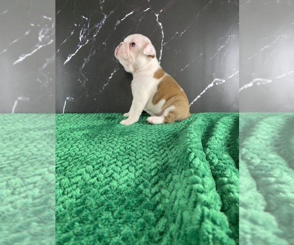 Medium Photo #26 Boston Terrier Puppy For Sale in TULARE, CA, USA