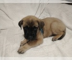 Small Photo #23 Daniff Puppy For Sale in MARSHALL, AR, USA