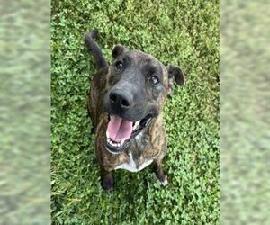 Ringo - Male Mutt Dog for Adoption - Photo #5