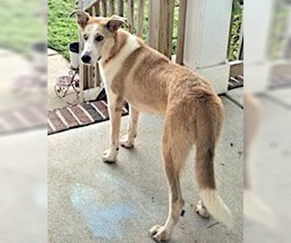 Medium Photo #3 Labrador Retriever-Plott Hound Mix Puppy For Sale in Mount Airy, NC, USA