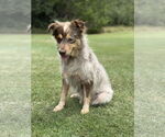 Small #6 Mutt