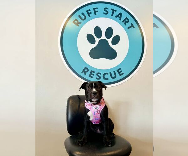 Medium Photo #9 Mutt Puppy For Sale in Princeton, MN, USA