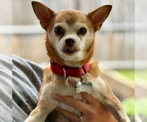 Charley - Male Chihuahua-Unknown Mix Dog for Adoption - Photo #5