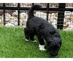 Small Photo #4 Goldendoodle Puppy For Sale in NOBLESVILLE, IN, USA