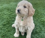 Small #15 Goldendoodle