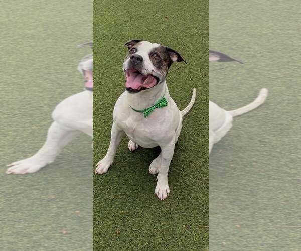 Medium Photo #6 Mutt Puppy For Sale in Pompano Beach , FL, USA