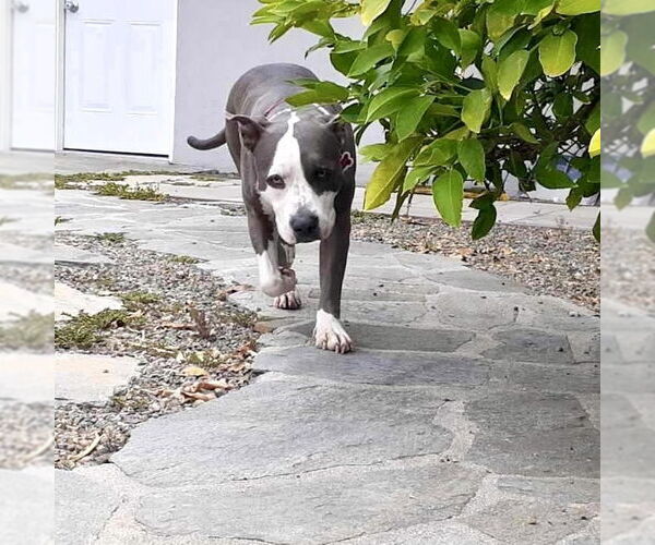 Medium Photo #17 American Staffordshire Terrier Puppy For Sale in San Juan Capistrano, CA, USA