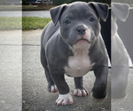 Small Photo #2 American Bully Puppy For Sale in ELLENWOOD, GA, USA
