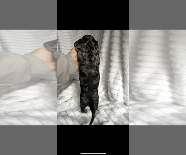 Medium Photo #6 Dachshund Puppy For Sale in NILES, MI, USA