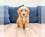 Puppy Lance Goldendoodle (Miniature)
