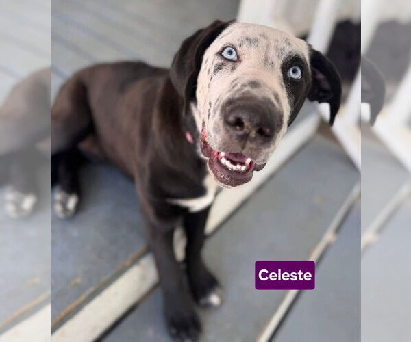 Medium Photo #4 Great Dane-Labrador Retriever Mix Puppy For Sale in Alexander, AR, USA