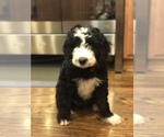 Small Photo #37 Aussiedoodle-Poodle (Standard) Mix Puppy For Sale in COMMERCE, MI, USA