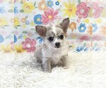 Small #4 Chihuahua