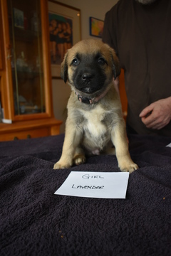 Medium Photo #1 Anatolian Shepherd Puppy For Sale in COEUR D ALENE, ID, USA