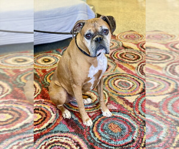 Medium Photo #1 Boxer Puppy For Sale in Austin, TX, USA