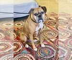 Chaucer - Male Boxer Dog for Adoption - Small photo