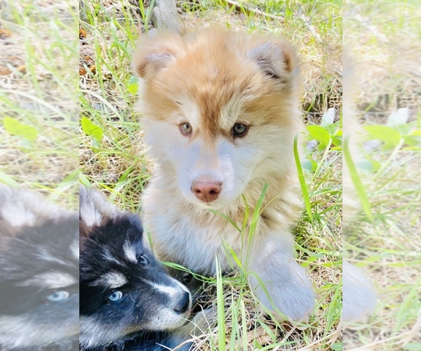Medium Photo #7 Siberian Husky Puppy For Sale in ANACONDA, MT, USA