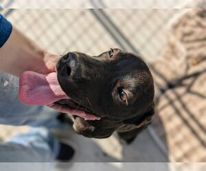 Labrador Retriever-Unknown Mix Dogs for adoption in Mount Carmel, IL, USA