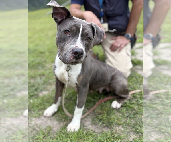 Medium Photo #3 American Pit Bull Terrier Puppy For Sale in Virginia Beach, VA, USA