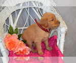 Puppy 11 Golden Retriever