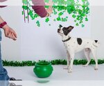 Small #8 Rat Terrier Mix
