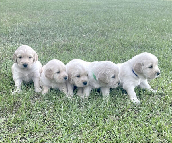 View Ad Golden Retriever Litter of Puppies for Sale near Alabama