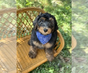 Brittany-Poodle (Miniature) Mix Puppy for sale in HURST, TX, USA