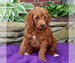 Small Photo #3 Goldendoodle-Poodle (Standard) Mix Puppy For Sale in NEW PROVIDENCE, PA, USA