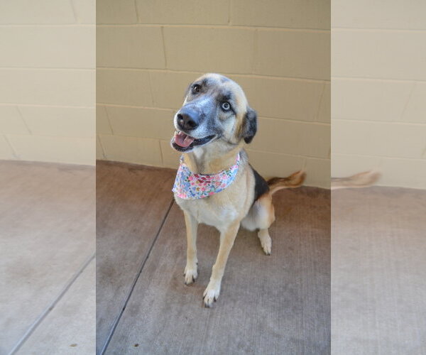 Medium Photo #2 Mutt Puppy For Sale in McKinney, TX, USA