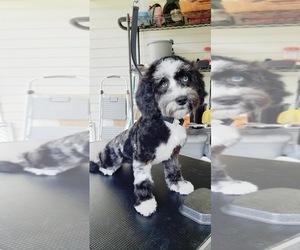 Mother of the Cavapoo puppies born on 07/07/2025