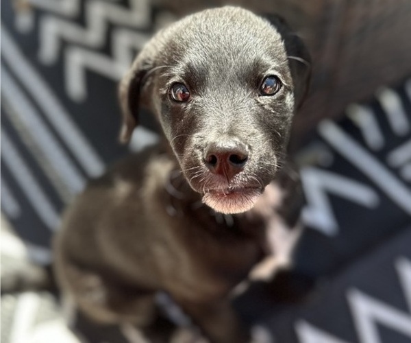 Medium Photo #6 Australian Cattle Dog-Unknown Mix Puppy For Sale in ELK GROVE, CA, USA